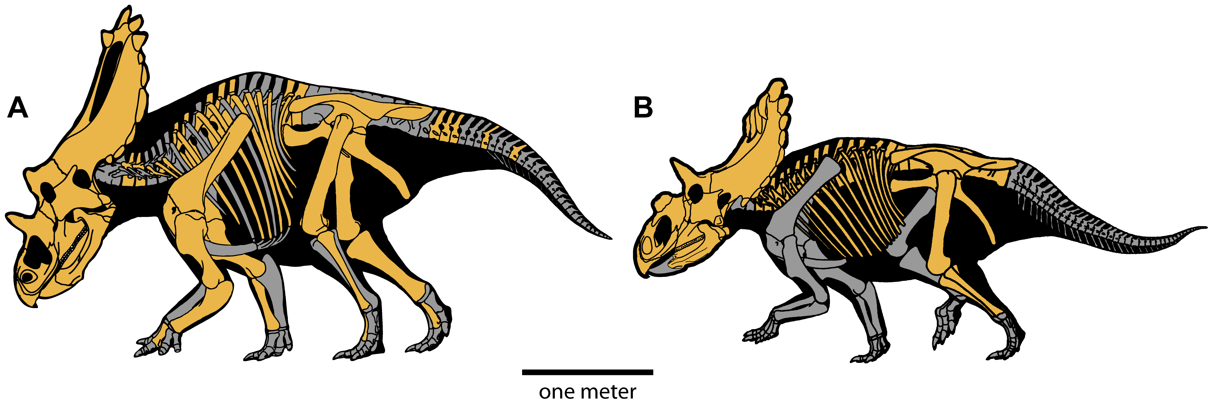 Figure 2. Skeletal elements recovered for Utahceratops gettyi n. gen et n. sp. and Kosmoceratops richardsoni n. gen et n. sp.