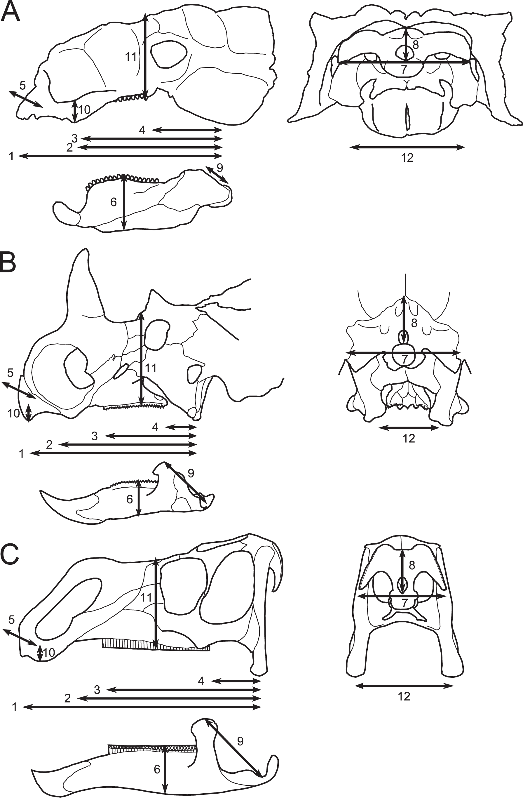 Figure 2. Linear measurements used in this study (compare with Table 1 ).