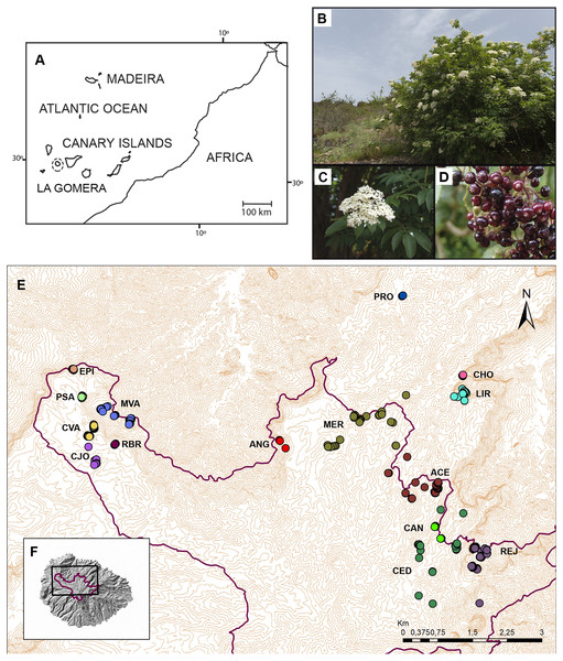 Figure 1: Geographical distribution of Sambucus palmensis in La Gomera. (A) Geographical situation of the Canarian archipelago. (B) Adult specimen of Sambucus palmensis (C) Details of the inflorescence. (D) Fruits. Image by J. Damián Esquivel Díaz, under a CC-BY-NC-SA license: http://www3.gobiernodecanarias.org/medusa/mediateca/ecoescuela/?attachment_id=2606 . (E) Map of the distribution of the individuals sampled. The 15 areas described for population management are indicated, see the locality 