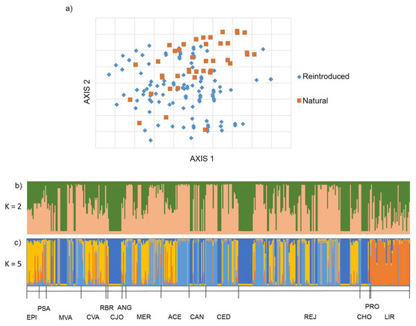 Figure 2: Genetic structure of Sambucus palmensis in the Garajonay National Park. (A) Principal coordinate analysis (PCoA) for all Sambucus palmensis individuals sampled in the Garajonay National Park (La Gomera). The individuals were represented according to their origin (reintroduced or natural). The first two axes explained 62.06% of the total variation. (B and C) Bar plots for the proportion of coancestry inferred from Bayesian cluster analysis implemented on STRUCTURE and CLUMPP. (B) includ