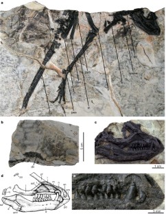 Figure 1: New heterodontosaurid ornithischian dinosaur T. confuciusi .