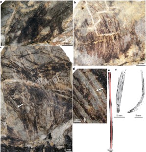 Figure 2: Integumentary structures of T. confuciusi holotype (STMN 26-3) and others for comparison.