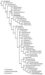 Figure 3: Phylogenetic relationships of T. confuciusi and Heterodontosauridae.