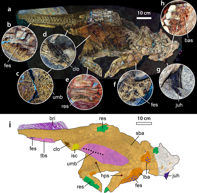 Fig. 1: Psittacosaurus sp. (SMF R 4970) under laser-stimulated fluorescence (LSF) and distribution of different integumentary types.