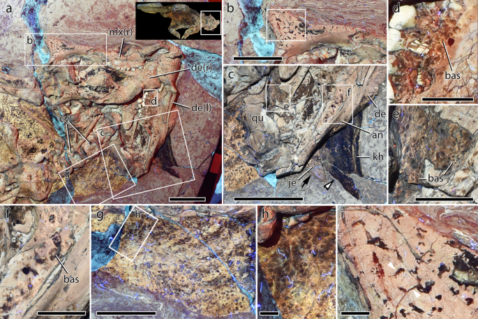 Fig. 2: Integument of the head and neck of Psittacosaurus SMF R 4970 under LSF.