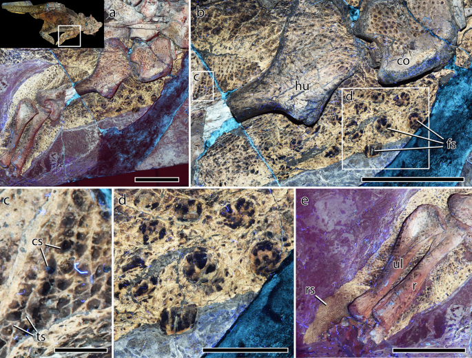 Fig. 3: Integument of the forelimb and pectoral region of Psittacosaurus SMF R 4970 under LSF.