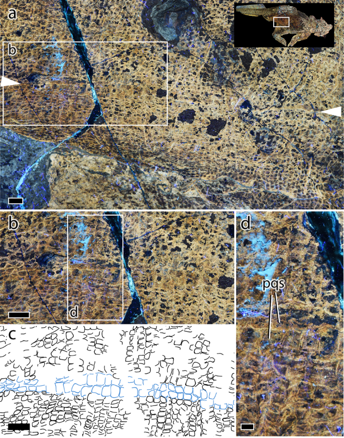 Fig. 4: Abdominal skin in Psittacosaurus SMF R 4970 under LSF.
