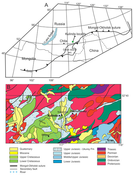 Figure 1: Location of the studied area. (A) Position of Kulinda locality with respect to the Mongol-Okhotsk suture (modified with permission from Tomurtogoo et al., 2005 ). (B) Geological map of the Kulinda region (redrawn with permission from Kozlov, Zaikov & Karasev, 1998 ). According to the map, Kulinda is situated in the Upper Jurassic of the Ukurey Formation. Download full-size image DOI: 10.7717/peerj.6239/fig-1