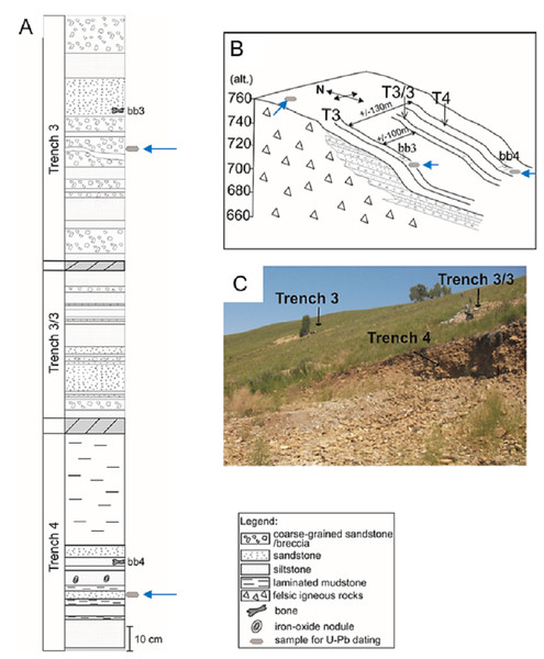 Figure 2: Lithological section of the Kulinda dinosaur locality in the Ukurey Formation. (A) Composite stratigraphic log of the three trenches and the position of the bone beds. (B) Schematic location of the trenches excavated on the hillslope. (C) Photograph showing the location of the three parallel trenches on site (photo credit: A. Cincotta). The locations of the detrital samples used for dating are marked by an arrow. Download full-size image DOI: 10.7717/peerj.6239/fig-2
