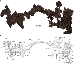 Figure 1: Yutyrannus huali (ZCDM V5000 and ZCDM V5001).