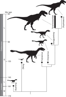 Figure 3: A simplified cladogram showing the systematic position of Y. huali among the Tyrannosauroidea.
