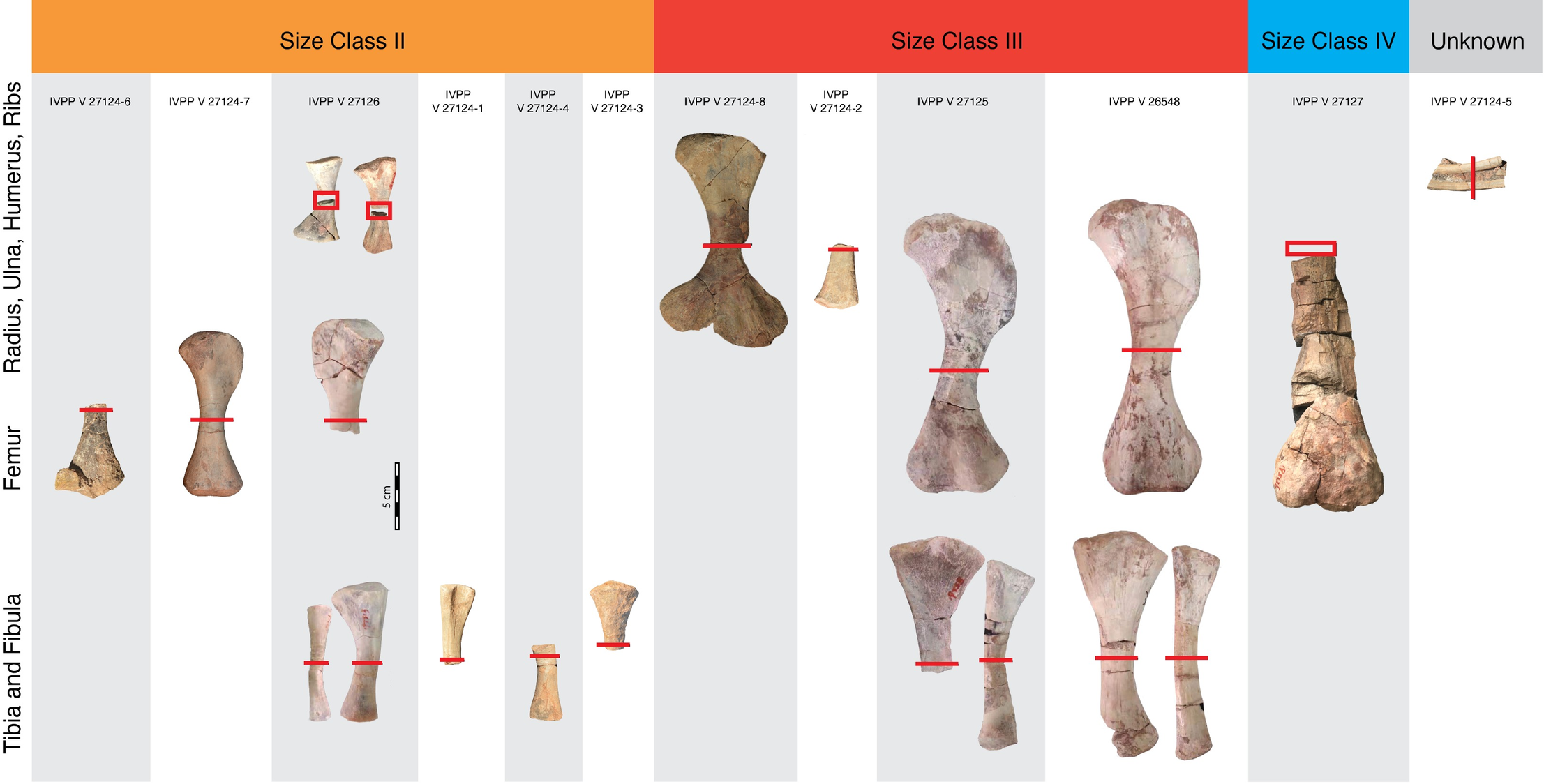 Fig 1. Size distribution of Lystrosaurus sp. postcrania from the Jiucaiyuan Formation included in the histologic analysis.