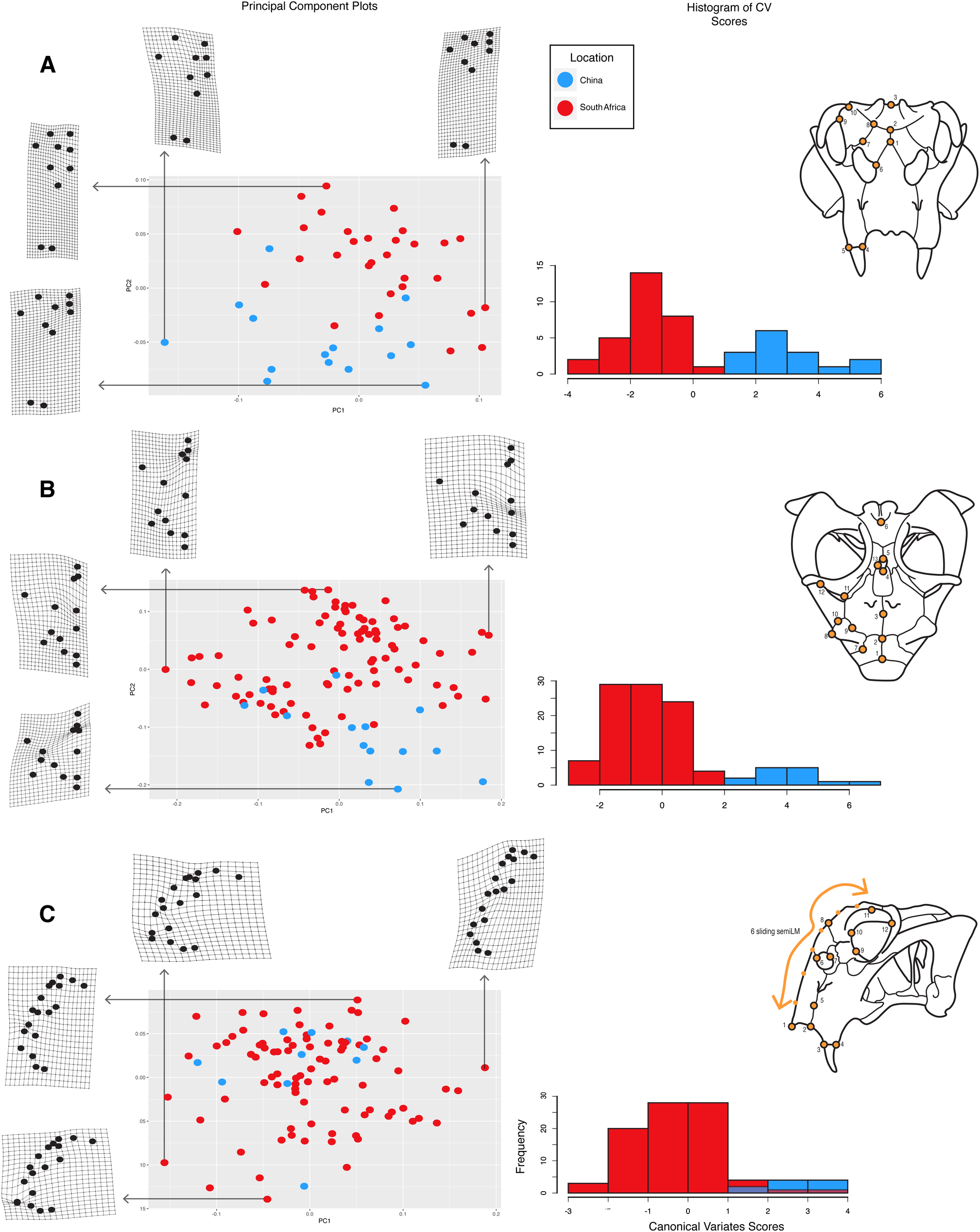 Fig 2. Results of the morphometric analysis comparing specimens of Lystrosaurus from China and South Africa.
