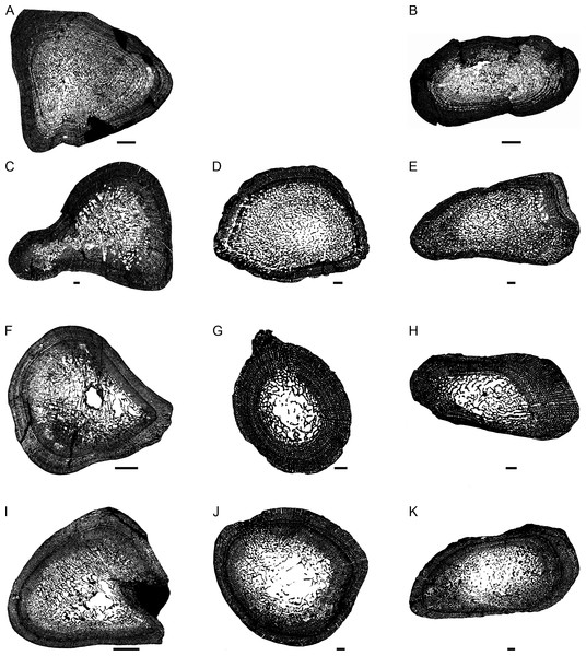 Figure 2: Transverse sections of the largest specimens of the South African Lystrosaurus species, used to assess the bone microanatomy. (A) L. maccaigi NMQR 3663a humerus. (B) L. maccaigi NMQR 3663b ulna. (C) L. curvatus NMQR 3922a humerus. (D) L. curvatus NMQR 3651b radius. (E) L. curvatus NMQR 3651c ulna. (F) L. murrayi BP/1/3236 humerus. (G) L. murrayi NMQR 659b radius. (H) L. murrayi NMQR 659c ulna. (I) L. declivis NMQR 1485a humerus. (J) L. declivis NMQR 1485b radius. (K) L. declivis NMQR 1