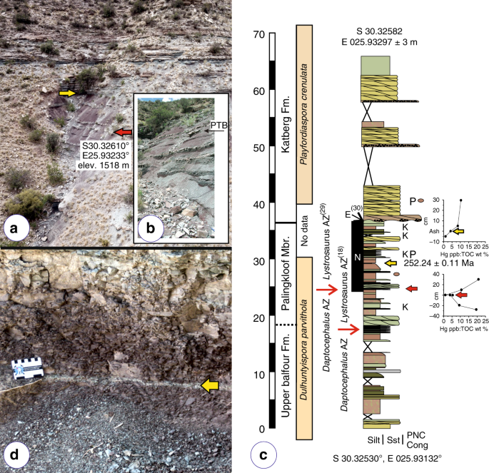 Fig. 2: Nooitgedacht stratigraphic section.