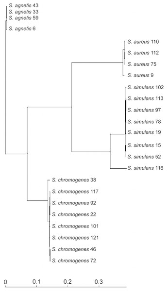 Figure 1: Phylogenetic tree based on the core-genomes of the four Staphylococcus species. Download full-size image DOI: 10.7717/peerj.4560/fig-1