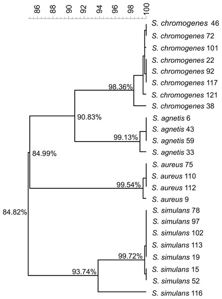 Figure 2: Phylogenetic tree based on the rpoB. -gene sequences of all the 24 Staphylococcus isolates. Download full-size image DOI: 10.7717/peerj.4560/fig-2