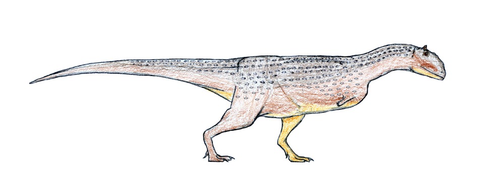 Majungasaurus crenatissimus