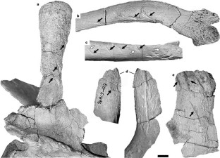 Figure 1: Representative sample of tooth-marked Majungatholus atopus bones (FMNH PR2100) from quarry MAD96-01.