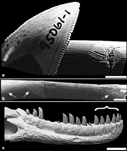Figure 2: Physical evidence linking Majungatholus atopus to the tooth marks.