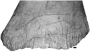 Figure 3: Rapetosaurus krausei pubis (FMNH PR2255) from quarry MAD93-18 with evidence of peripheral feeding along the element's distal margin.