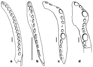 Figure 4: Occlusal views of right dentaries of selected carnivorous taxa in the Maevarano Formation.
