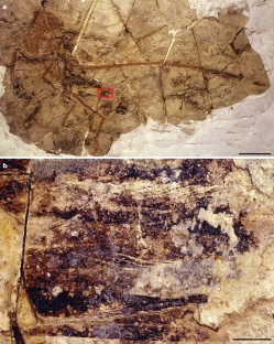 Figure 1: Evidence of modern-type feathers on the small dromaeosaur skeleton BPM 1 3-13.