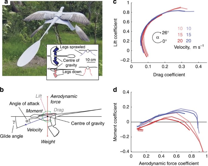 Figure 1: Microraptor model and measurement configurations.