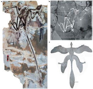 Figure 1: Microraptor gui .