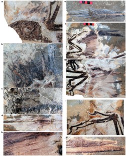 Figure 2: Feathers of IVPP V13352 and TNP00996.