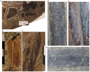 Figure 3: Feathers showing the asymmetrical vanes.