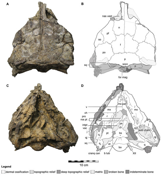 Figure 2: Cranial osteology of Kunbarrasaurus ieversi gen. et sp. nov. (formerly Minmi sp.) (QM F18101), with schematic version in dorsal (A–B) and ventral (C–D) aspects. Abbreviations: add cham, adductor chamber; bo, basioccipital; bs, basisphenoid; cranq can, cranioquadrate canal; ch, choanae; ect, ectopterygoid; f, frontal; fen pal, palatal fenestra; for mag, foramen magnum; intpt vac, interpterygoidal vacuity; j, jugal; mx, maxilla; mx pal, maxillary palate; n, nasal; nas vest, nasal vestibu