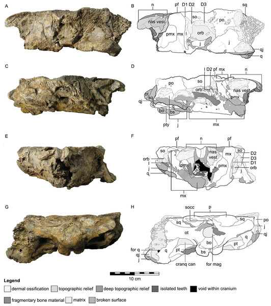Figure 3: Cranial osteology of Kunbarrasaurus ieversi gen. et sp. nov. (formerly Minmi sp.) (QM F18101), with schematic version in left lateral (A–B), right lateral (C–D), rostral (E–F) and caudal (G–H) aspects. Abbreviations: bo, basioccipital; bs, basisphenoid; cranq can, cranioquadrate canal; D, dermal ossification; for q, quadrate foramen; for mag, foramen magnum; j, jugal; l, lacrimal; mx, maxilla; n, nasal; nas vest, nasal vestibule; orb, orbit; ot, otoccipital; p, parietal; pf, prefrontal