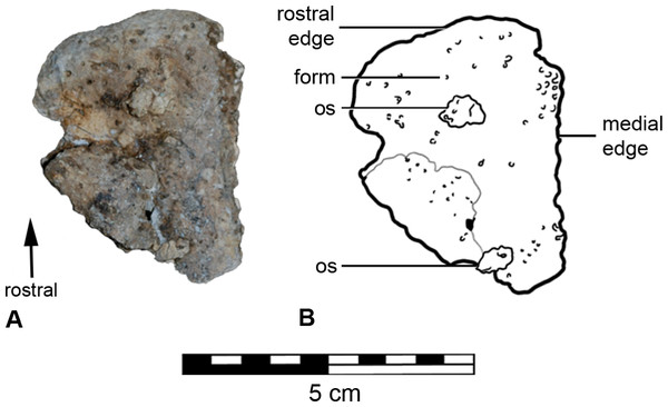 Figure 4: Left fragment of the premaxillary beak (A) with schematic (B), in rostral aspect. Download full-size image DOI: 10.7717/peerj.1475/fig-4
