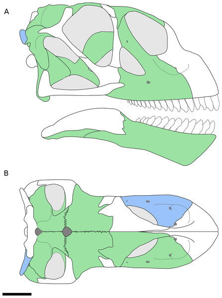 Figure 1: Reconstruction of the skull of B. sui from the Middle-Late Jurassic Shishugou Formation of Xinjiang, China. This reconstruction is a composite based on isolated holotypic and referred material. (A) Right lateral view. (B) Dorsal view. Holotypic elements are indicated in blue and referred elements are in green. Download full-size image DOI: 10.7717/peerj.4881/fig-1