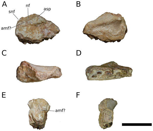 Figure 3: B. sui , holotype left maxilla (IVPP V8299.5). (A) Lateral view. (B) Medial view. (C) Dorsal view. (D) Ventral view. (E) Anterior view. (F) Posterior view. Abbreviations: amf, anterior maxillary foramen; asp, ascending process of the maxilla; nf, narial fossa; snf, maxillary portion of the subnarial foramen. Scale bar = 3 cm. Download full-size image DOI: 10.7717/peerj.4881/fig-3