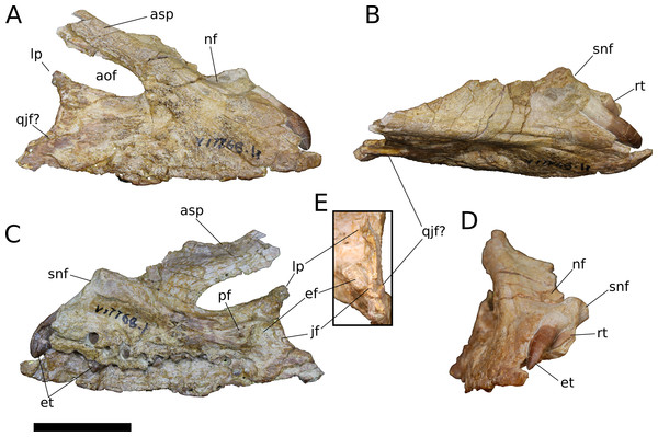 Figure 4: B. sui , right maxilla (IVPP V17768.1). (A) Lateral view. (B) Dorsal view. (C) Medial view. (D) Anterior view. (E) Posterior view emphasizing articulations of the posterior portion of the maxilla. Abbreviations: aof, antorbital fenestra; asp, ascending process; ef, ectopterygoid facet; et, erupting tooth; jf, jugal facet; lp, lacrimal process; nf, narial fossa; pf, palatine facet; qjf, quadratojugal facet; rt, replacement tooth; snf, maxillary portion of the subnarial foramen. Scale ba