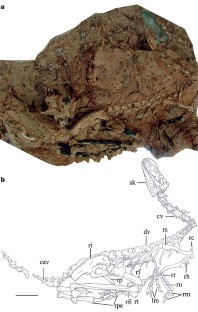 Figure 1: Guanlong wucaii (IVPP V14532).