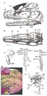 Figure 2: Guanlong wucaii (IVPP V14531).