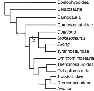 Figure 3: A simplified cladogram representing an Adams consensus of 6,336 most parsimonious trees showing the phylogenetic position of Guanlong wucaii (see Supplementary Information for a detailed analysis).