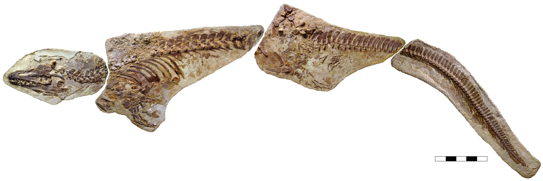 Figure 1. Platecarpus tympaniticus , LACM 128319, upper Santonian–lowermost Campanian, Kansas, USA.