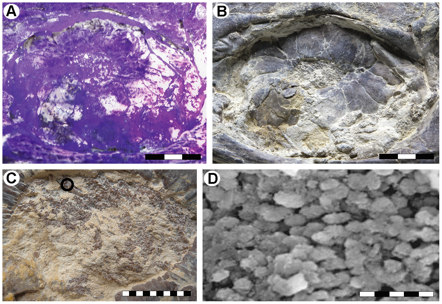 Figure 2. The left eye of LACM 128319.