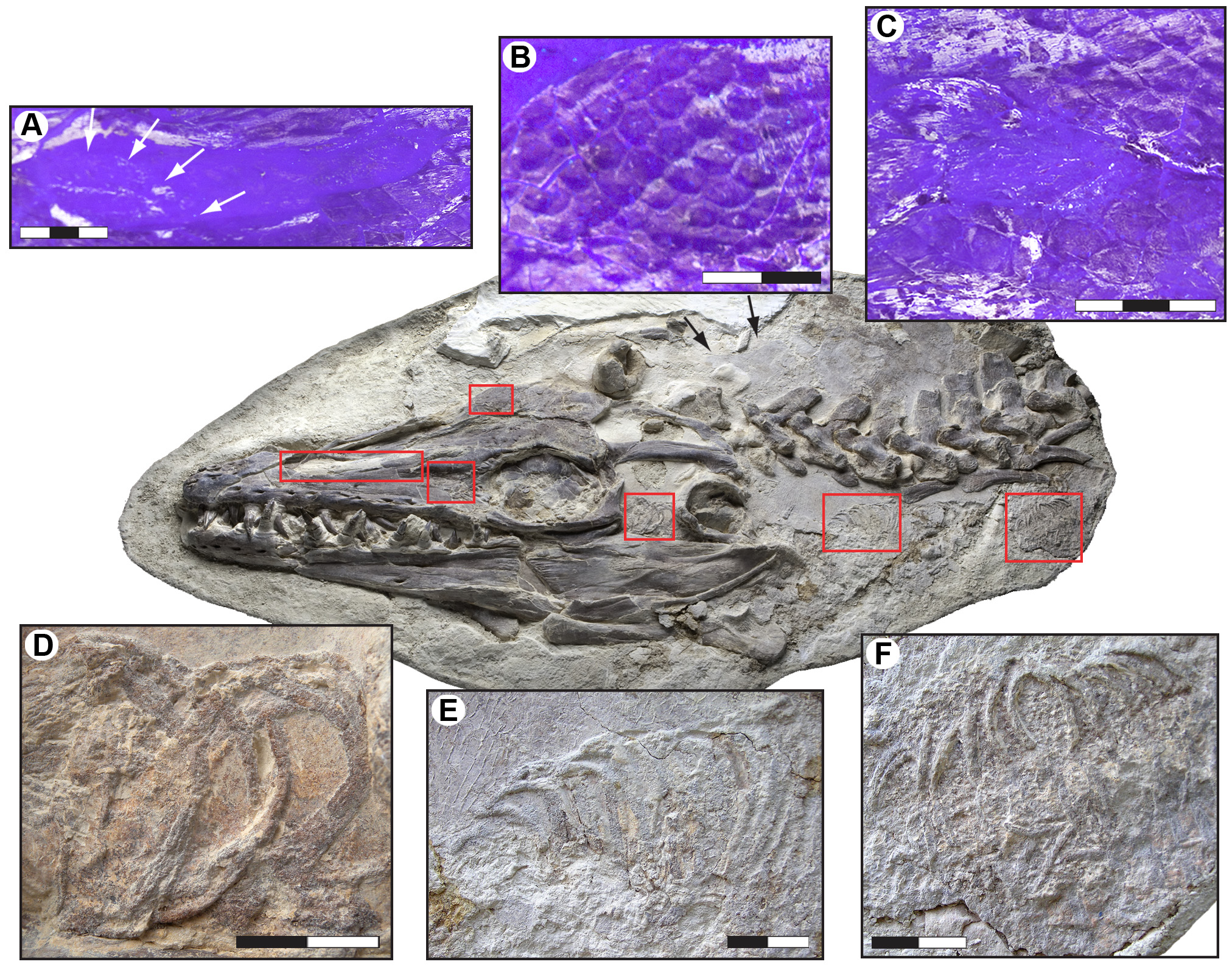 Figure 3. Selected soft tissue structures in the head and neck region of LACM 128319.