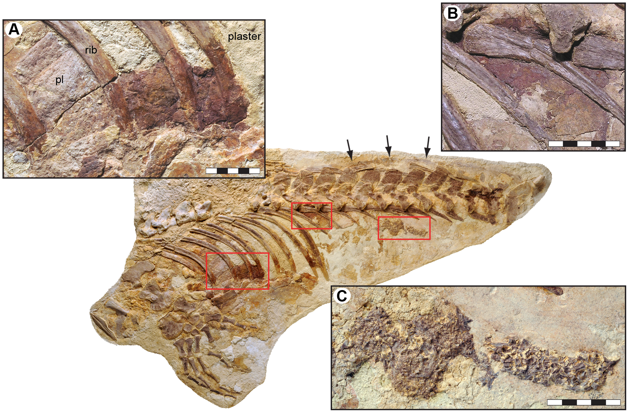 Figure 4. Putative visceral traces in the thoracic and abdominal cavities of LACM 128319 (arrows indicate preserved body margin).
