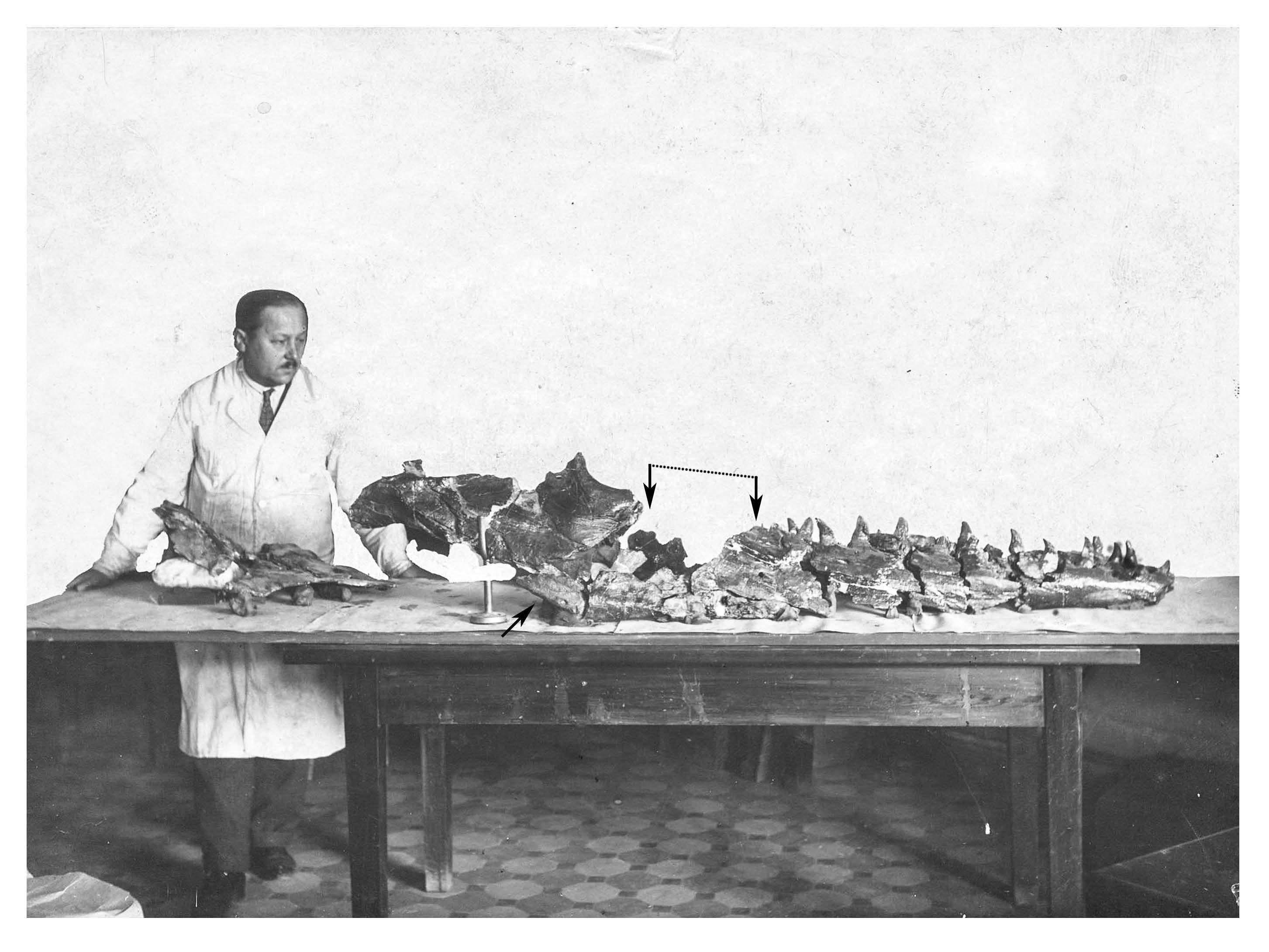Laboratory assistant Stepanov N.P. and prepared skull of the Penza specimen. Year 1929. The single arrow shows the incorrectly