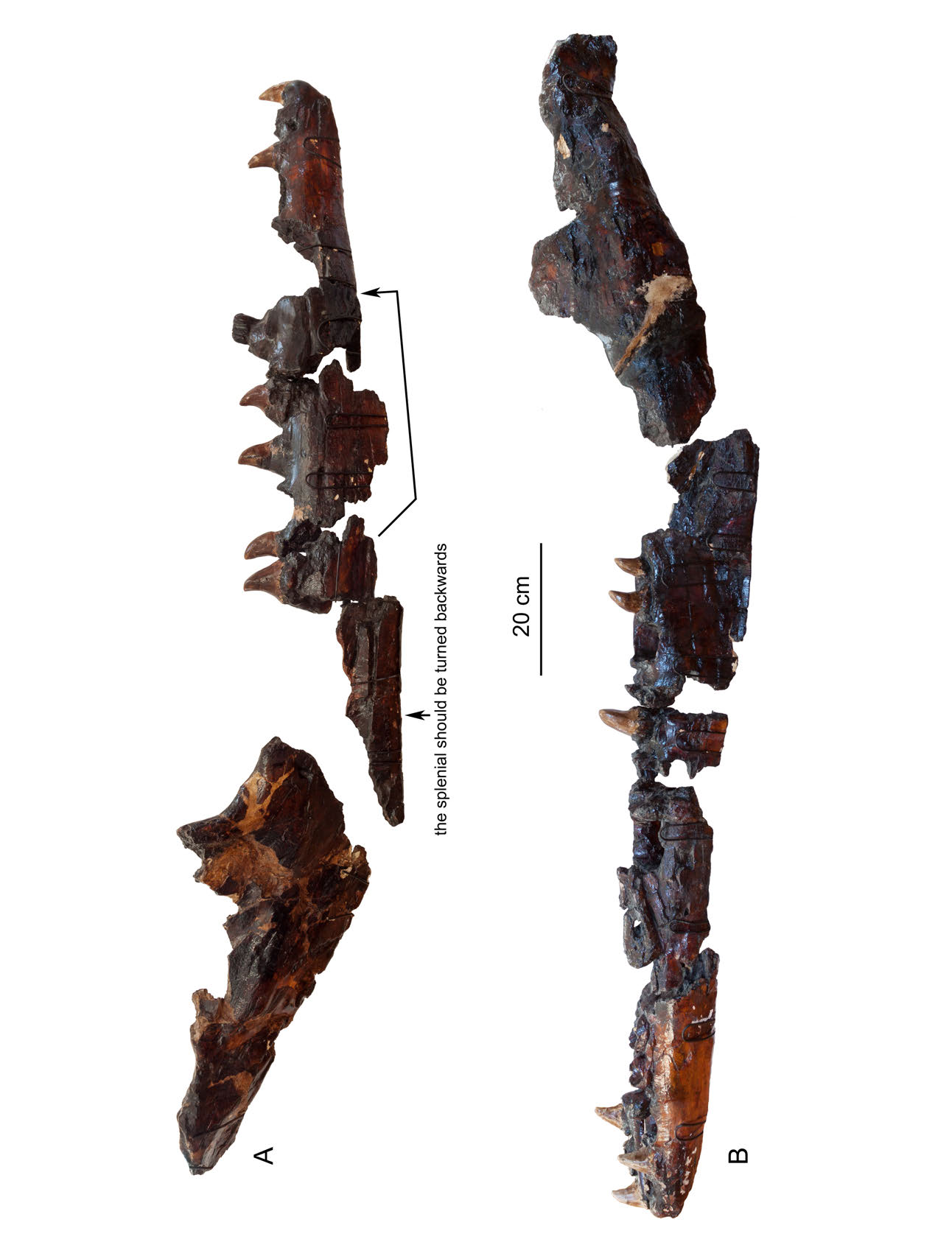 Preserved original Mosasaurus hoffmanni (CCMGE 10/2469) material in the right lateral (A) and left lateral (B) views. The arrow indicates the correct position of the