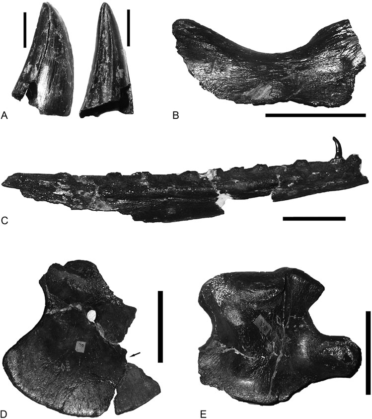 Holotype of M. conodon (AMNH
