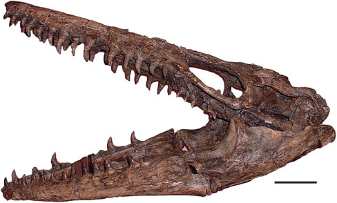 Skull of M. conodon (MOR 006) in lateral view. Scale equals 10 cm.
