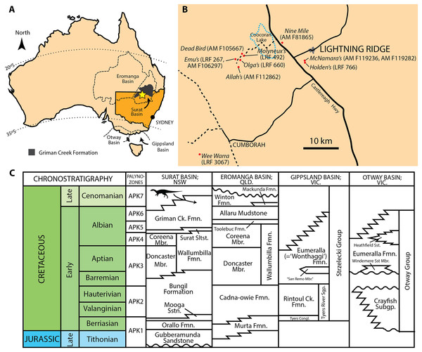 Figure 1: Mid-Cretaceous geology of Australia. (A) Present day map of Australia with the town of Lightning Ridge indicated by the star. (B) Regional map of the Lightning Ridge region showing localities (where known) for specimens described in this text. Sealed (solid black lines) and unsealed roads (dashed lines) are indicated. The ephemeral Coocoran Lake is marked with a dotted blue line. (C) Correlative stratigraphy of the major Cretaceous depositional basins and geological units discussed in 