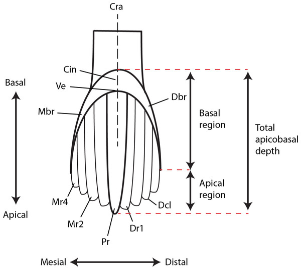 Figure 2: Ornithopod dental terminology. Abbreviations: Cin, cingulum; Cra, central root axis; Dbr, distal bounding ridge; Dcl, denticle; Dr, distal secondary ridge; Mbr, mesial bounding ridge; Mr, mesial secondary ridge; Pr, primary ridge; Ve, vertex. Redrawn and modified from Herne (2014) . Download full-size image DOI: 10.7717/peerj.6008/fig-2